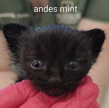 A baby small-sized male Domestic Short Hair cat named Andes Mint for adoption in Lafayette, IN