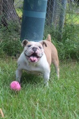 An adult medium-sized female American Bulldog dog named Seline for adoption in Port Allen, LA