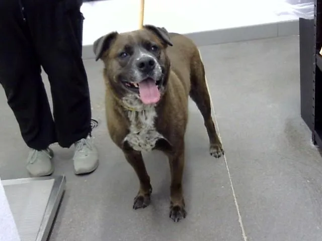 An adult large-sized male Chesapeake Bay Retriever dog named Koda for adoption in Mesa, AZ
