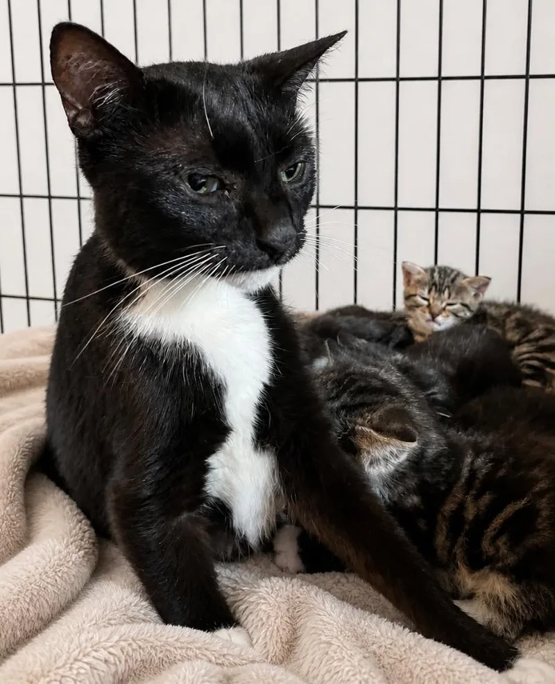 A young large-sized female Domestic Short Hair cat named Licorice for adoption in Dalton, GA