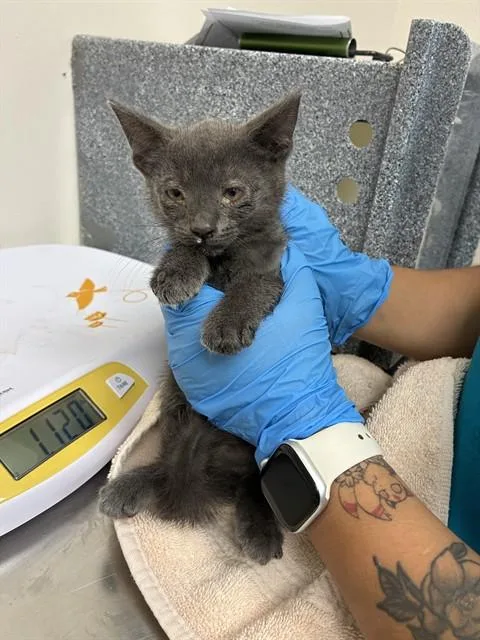 A baby small-sized female Domestic Short Hair cat named A for adoption in Naples, FL