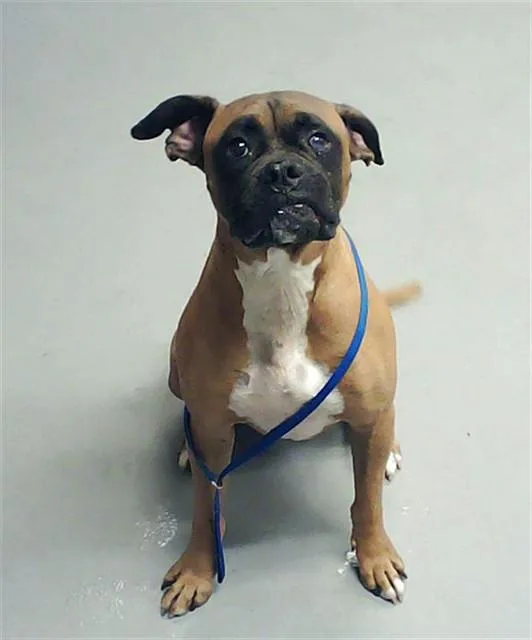 An adult large-sized male Boxer dog named Tobias for adoption in Fayetteville, NC