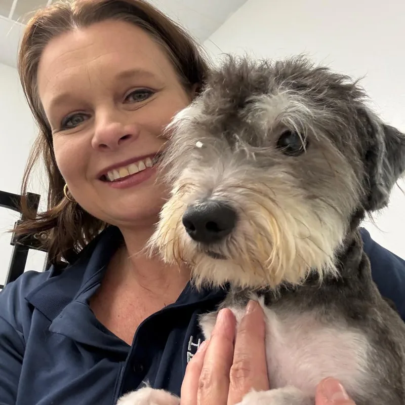 An adult small-sized male Black Yorkshire Terrier dog named Ian for adoption in Houston, TX
