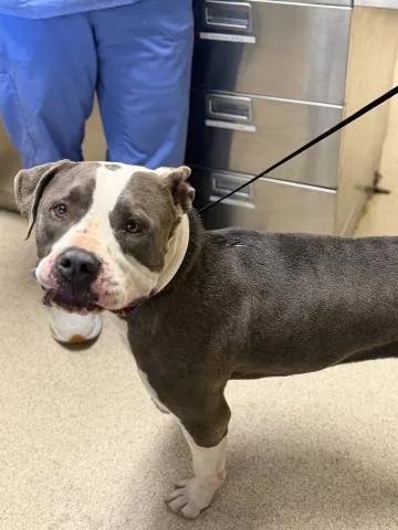 An adult medium-sized female Pit Bull Terrier dog named Bella for adoption in Riverside, CA