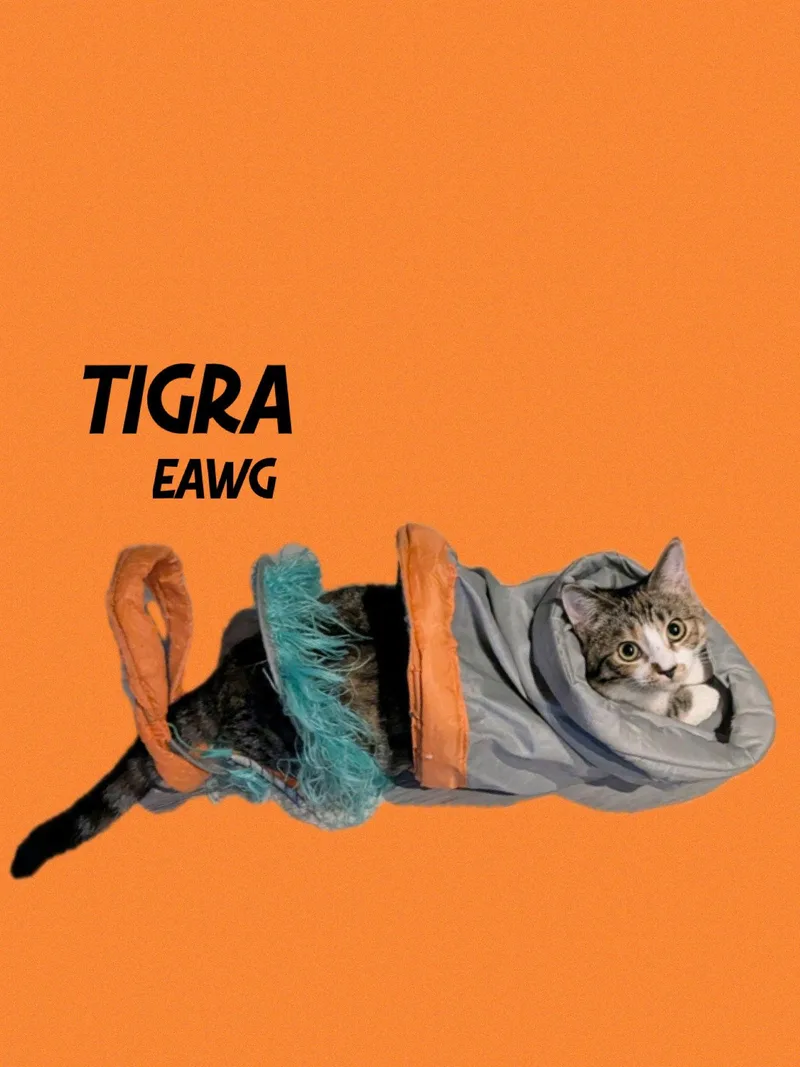 Tigra