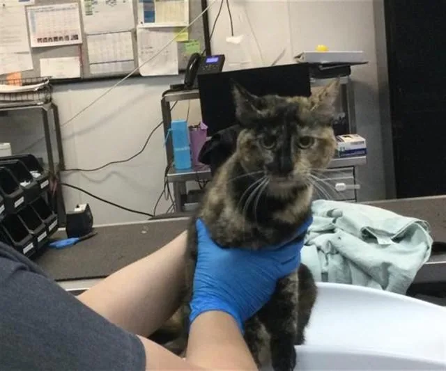 A young small-sized female Domestic Short Hair cat named Loise for adoption in Thousand Palms, CA