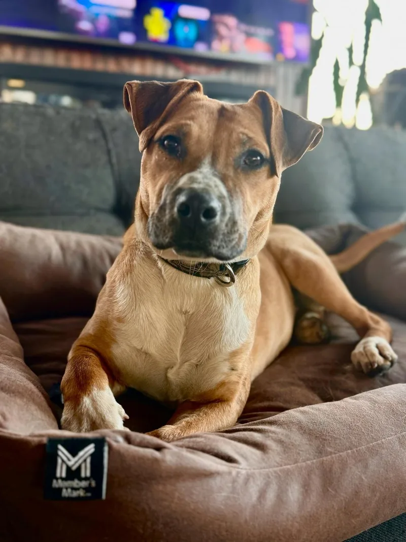 A young medium-sized female Pit Bull Terrier dog named Nova for adoption in North Myrtle Beach, SC