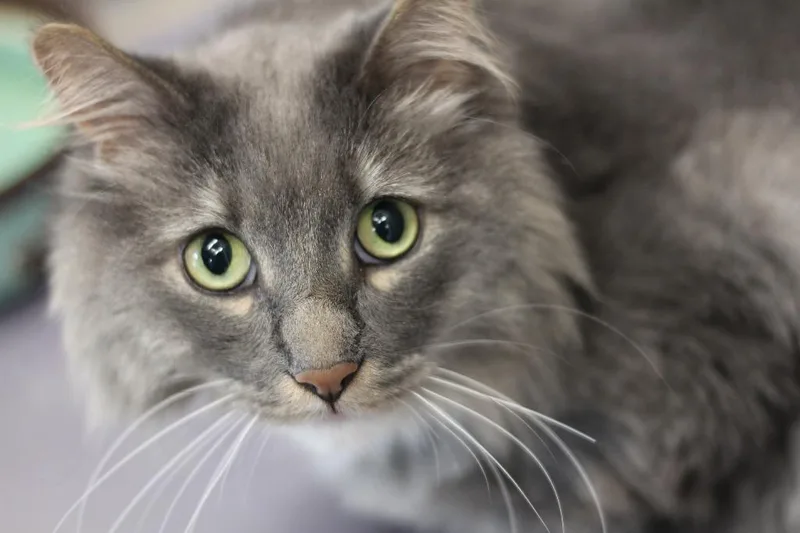 An adult large-sized male Maine Coon cat named Leo for adoption in Rockford, IL