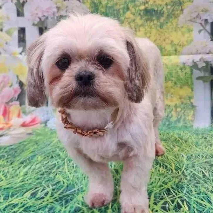 Minnie