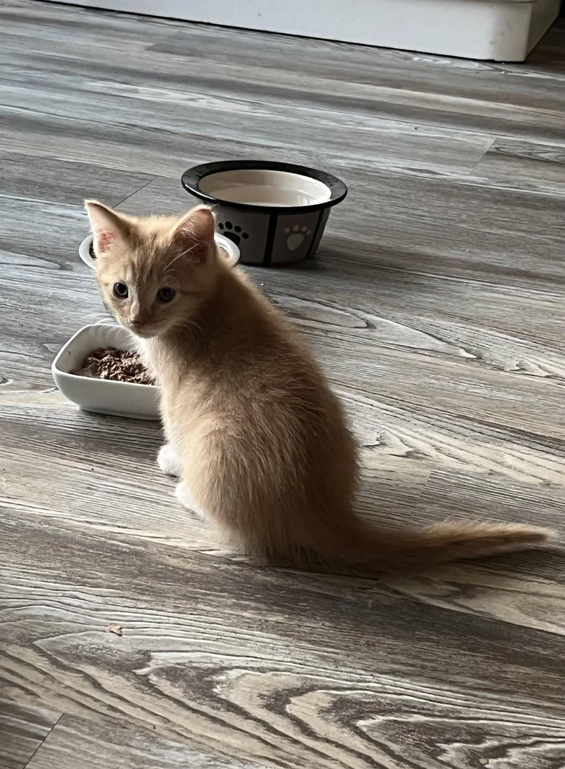 A baby medium-sized female Orange / Red Domestic Short Hair cat named Marcona for adoption in Trenton, NJ