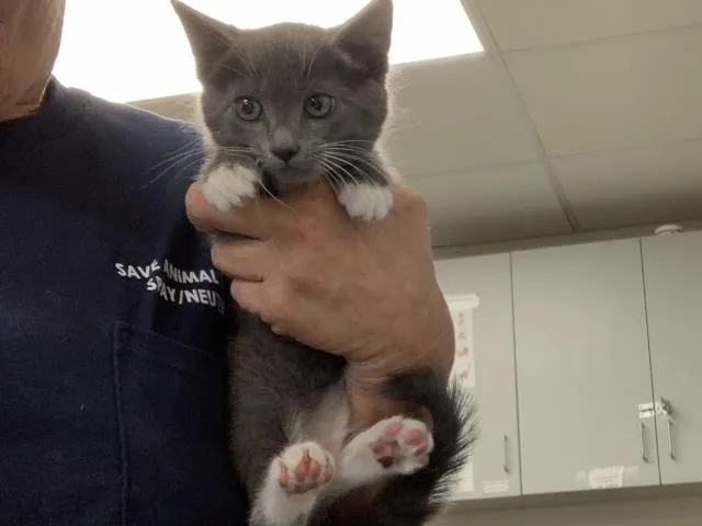 A baby small-sized female Domestic Short Hair cat named Smokey for adoption in Visalia, CA