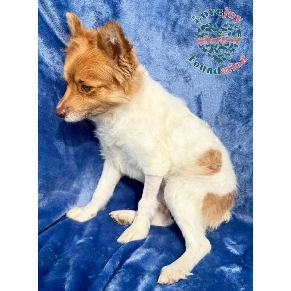 A young small-sized female White / Cream Pomsky dog named Cinnamon for adoption in Inglewood, CA