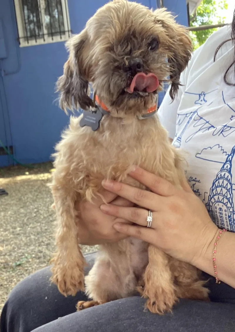 A senior small-sized male Apricot / Beige Shih Tzu dog named Miko for adoption in Sacramento, CA