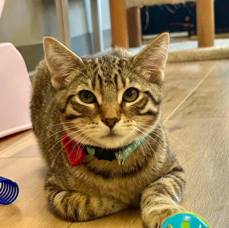 A baby medium-sized male Domestic Short Hair cat named Tj for adoption in Momence, IL
