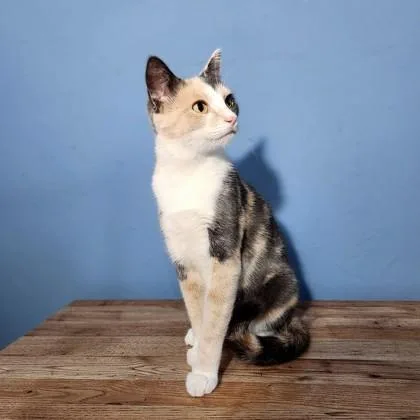 An adult medium-sized female Domestic Short Hair cat named Taffy for adoption in Edmond, OK