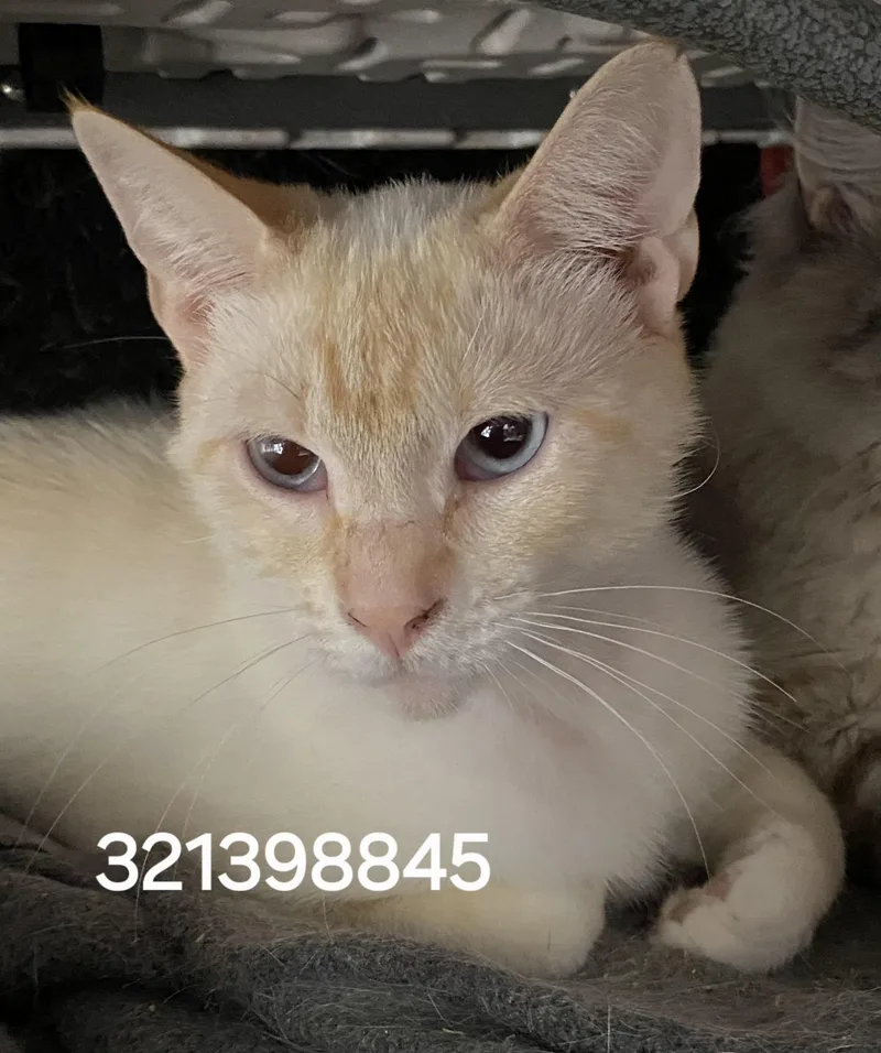 A young medium-sized male Siamese cat named 321398845 for adoption in Lees Summit, MO