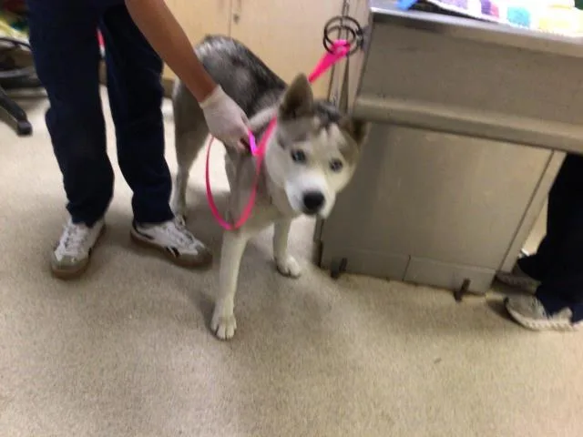 An adult large-sized male Siberian Husky dog named Kodi for adoption in Riverside, CA
