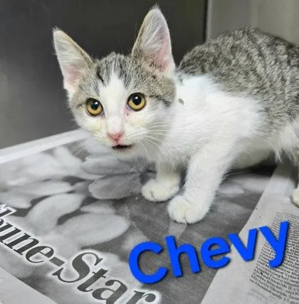 A young medium-sized male Domestic Short Hair cat named Chevy for adoption in Sullivan, IN