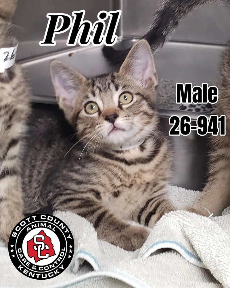A baby small-sized male Domestic Short Hair cat named Phil for adoption in Georgetown, KY