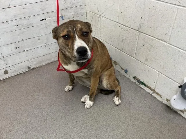 A young large-sized female Pit Bull Terrier dog named Kimbee for adoption in San Bernardino, CA