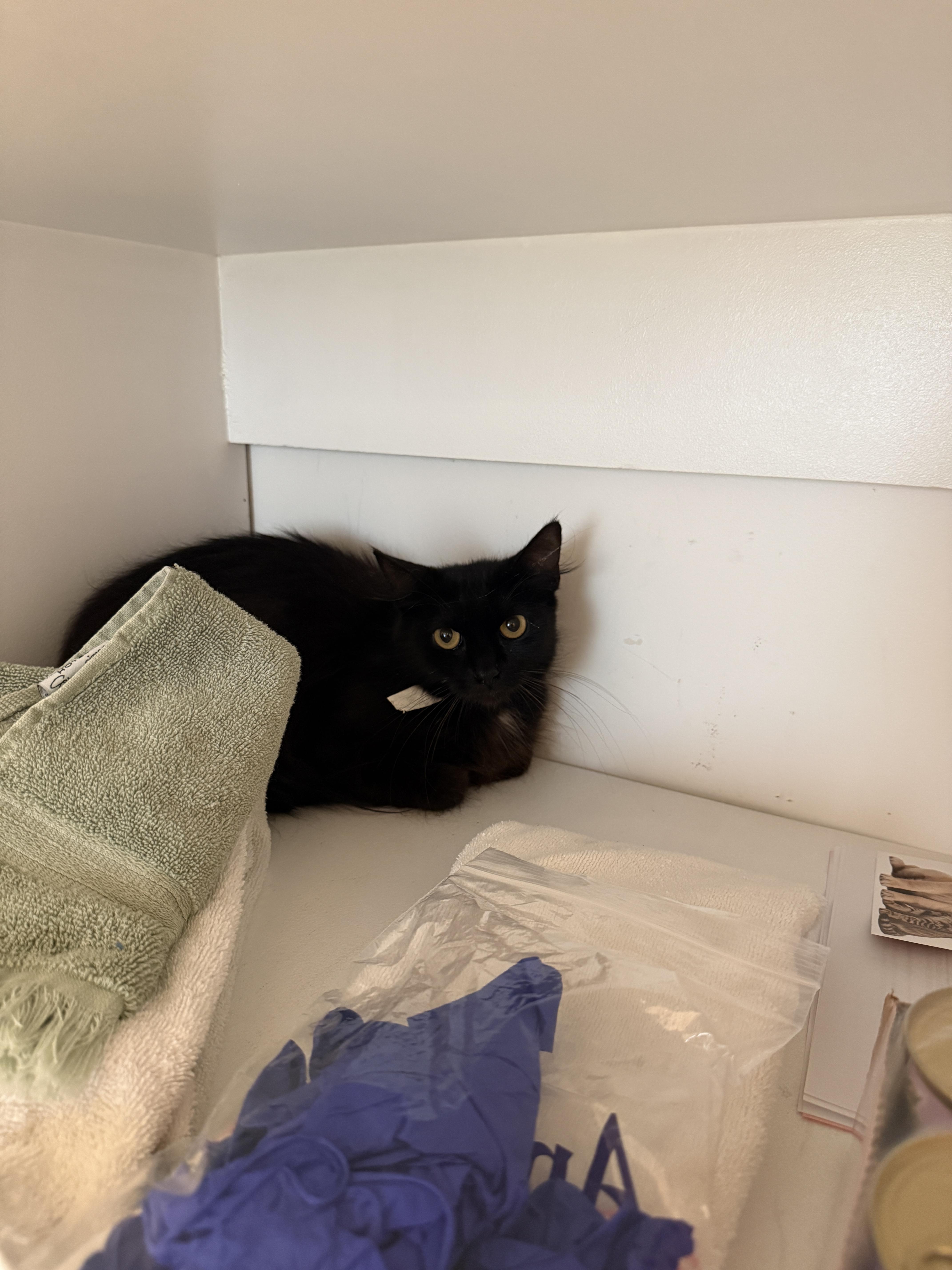 A young medium-sized female Domestic Long Hair cat named Goldie for adoption in Long Beach, CA