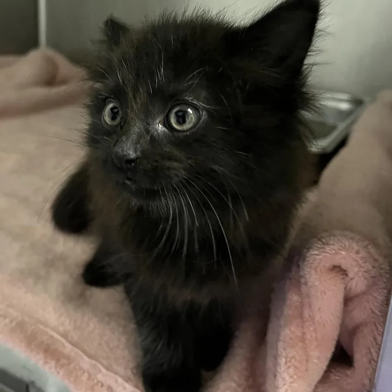 A baby small-sized female Domestic Medium Hair cat named Spoke for adoption in Spruce Pine, NC