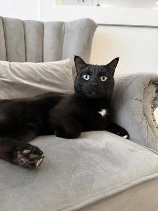 An adult small-sized male Domestic Short Hair cat named Bagheera for adoption in Savannah, GA
