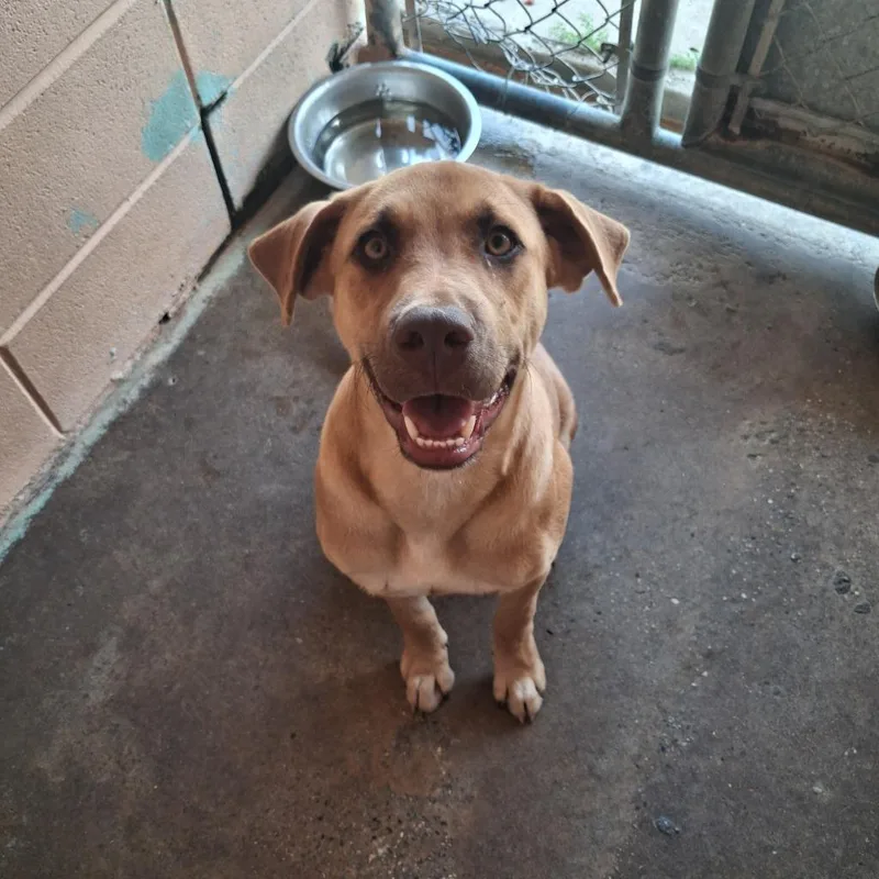 A baby medium-sized male Labrador Retriever dog named Hickory for adoption in Gautier, MS