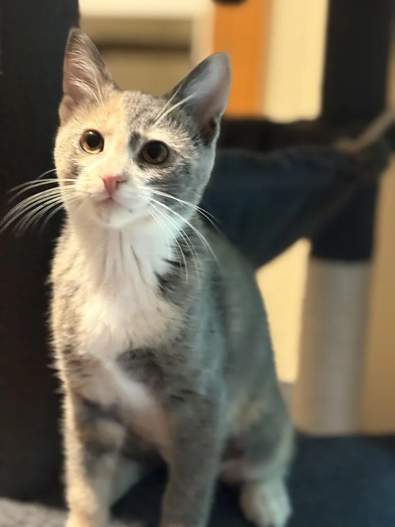 A baby medium-sized female Dilute Calico cat named Doralee for adoption in Woodinville, WA