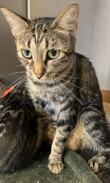 An adult small-sized female Domestic Short Hair cat named Ruby for adoption in Roseville, CA