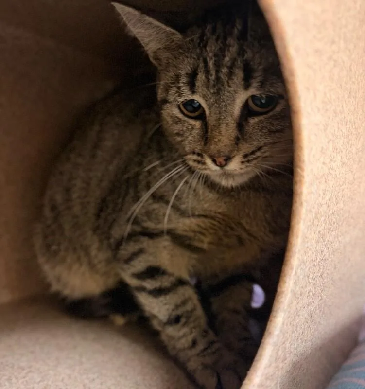 An adult medium-sized male Gray / Blue / Silver Domestic Short Hair cat named Bailey for adoption in Disputanta, VA