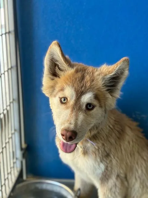 A baby small-sized female Siberian Husky dog named A for adoption in Visalia, CA