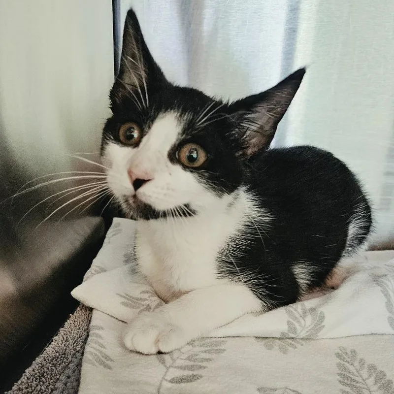 A baby small-sized male Black Domestic Short Hair cat named Poot Lovato for adoption in Austin, TX