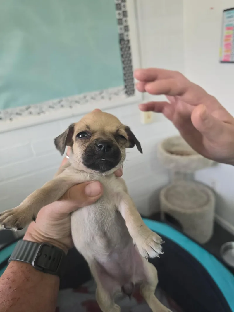 A baby small-sized female Yellow / Tan / Blond / Fawn Rat Terrier dog named Eve for adoption in Globe, AZ