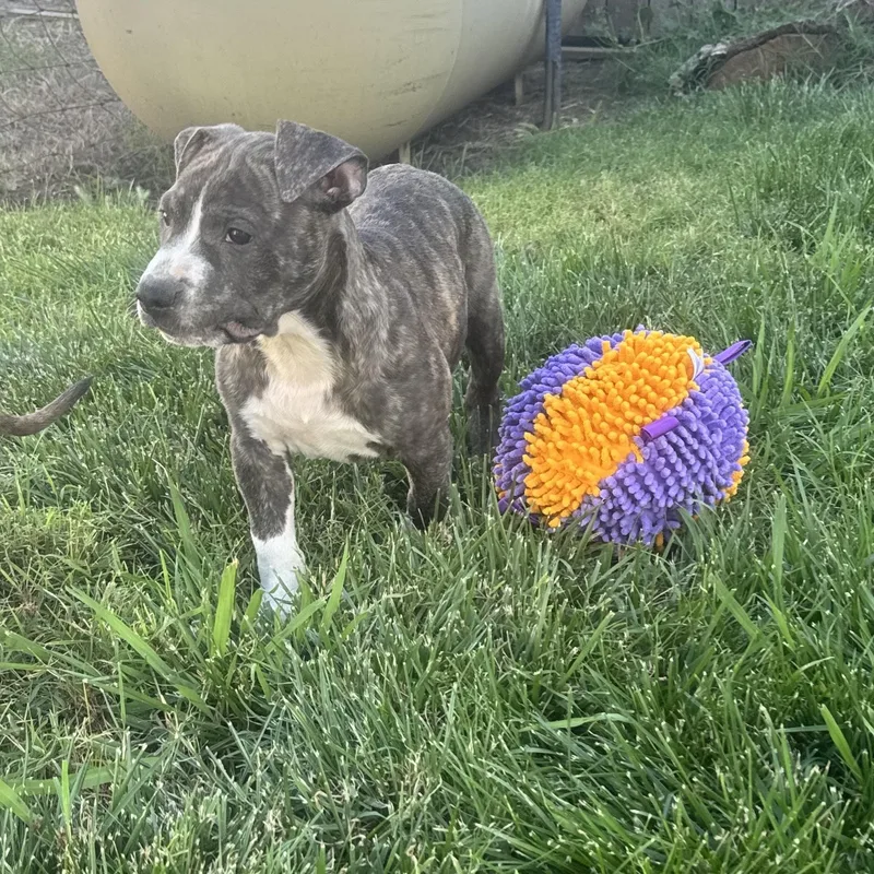 A baby large-sized male Pit Bull Terrier dog named Meatball for adoption in Lincoln, CA