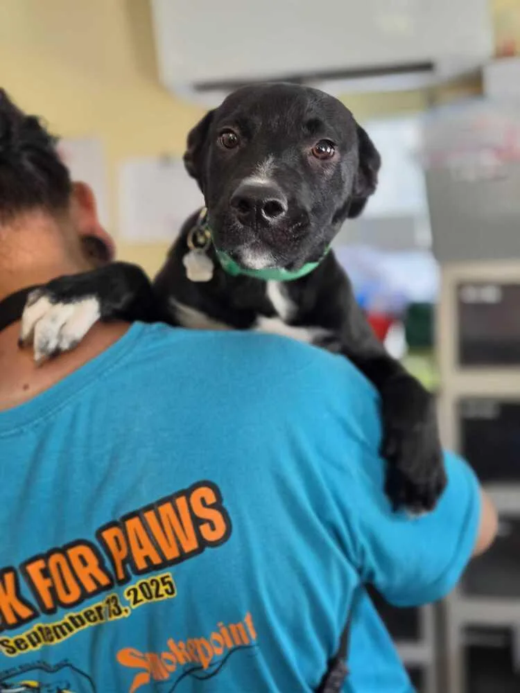 A baby small-sized male Tricolor (Brown, Black, & White) American Bulldog dog named Mark Misha for adoption in Lakeland, FL