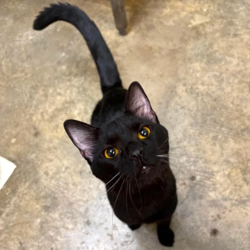 An adult large-sized male Domestic Short Hair cat named Monkey for adoption in Shinnston, WV