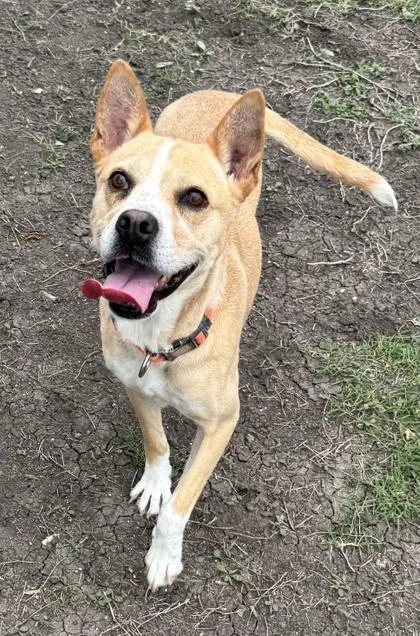 An adult medium-sized female Terrier dog named Emerald for adoption in San Antonio, TX