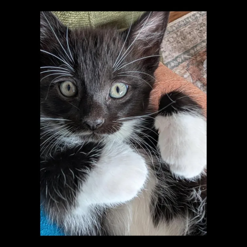 A baby small-sized male Black Domestic Short Hair cat named Baxter for adoption in Lexington, KY