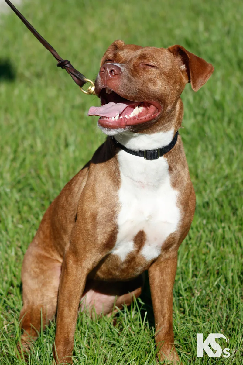 An adult medium-sized female Boxer dog named Addy for adoption in Ponte Vedra, FL