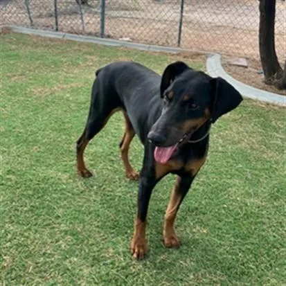 An adult large-sized female Doberman Pinscher dog named Cappuccino for adoption in Lancaster, CA