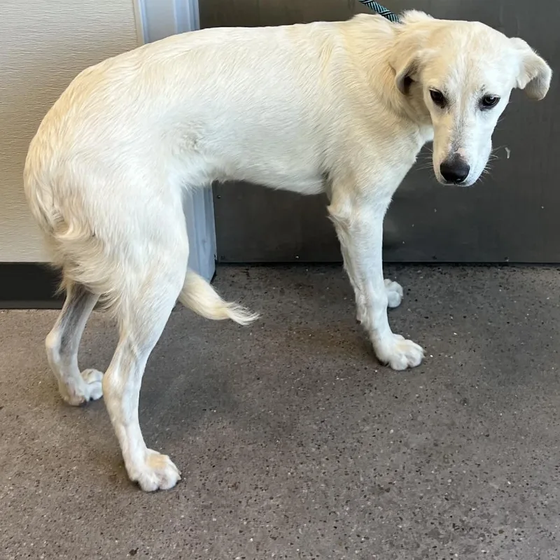 A young large-sized male White / Cream Mixed Breed dog named Elliot for adoption in Las Cruces, NM