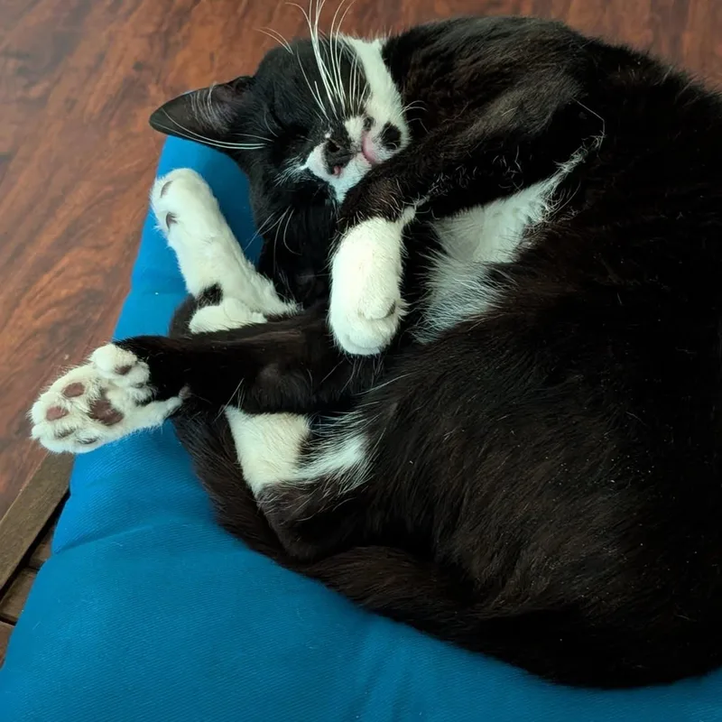 Licorice