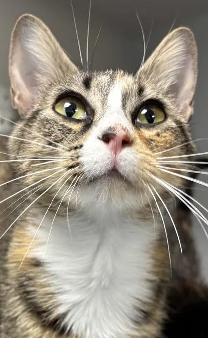 An adult small-sized female Domestic Short Hair cat named Novella for adoption in Cumming, GA