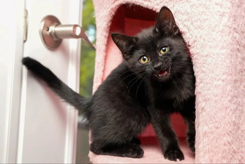 A young medium-sized male Black Bombay cat named Eenie for adoption in Knoxville, TN