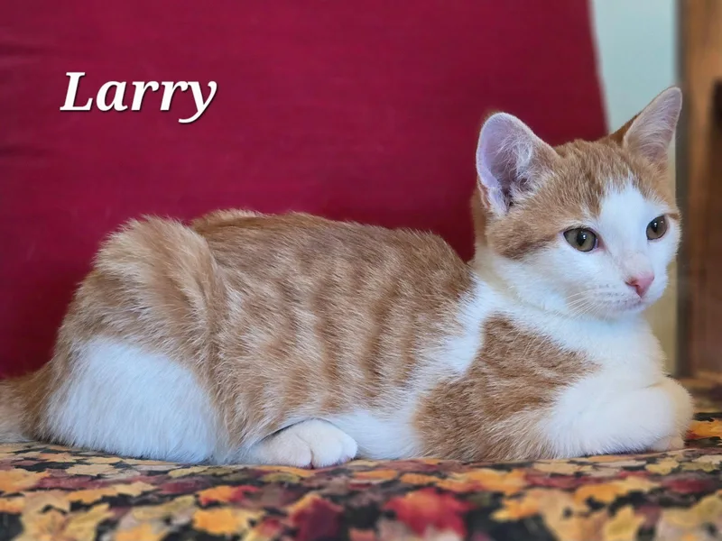 Larry thumbnail 3