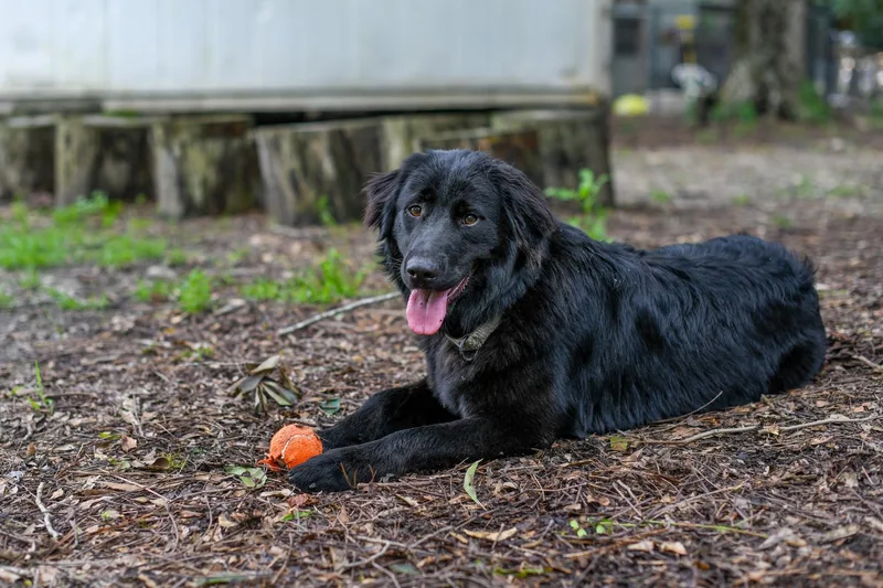 A baby medium-sized female Black Retriever dog named Tilly for adoption in BONIFAY, FL