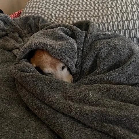 A senior medium-sized female Black Beagle dog named Odessa D for adoption in Minnetonka, MN
