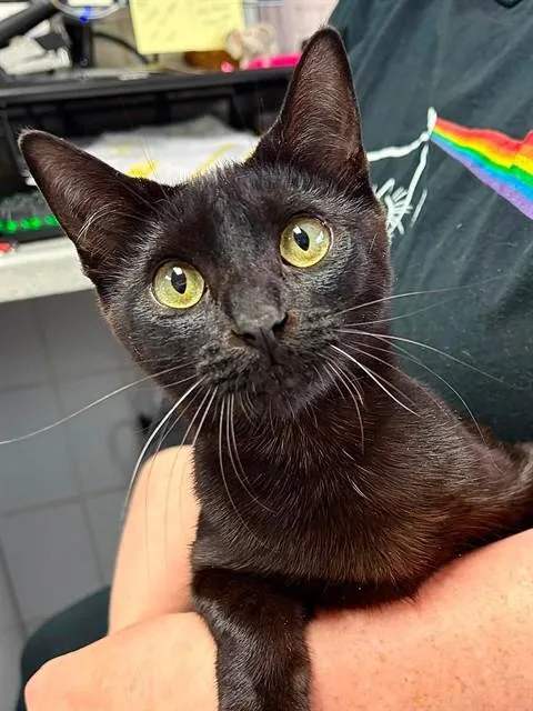 A young medium-sized female Domestic Short Hair cat named Marilyn for adoption in Canfield, OH