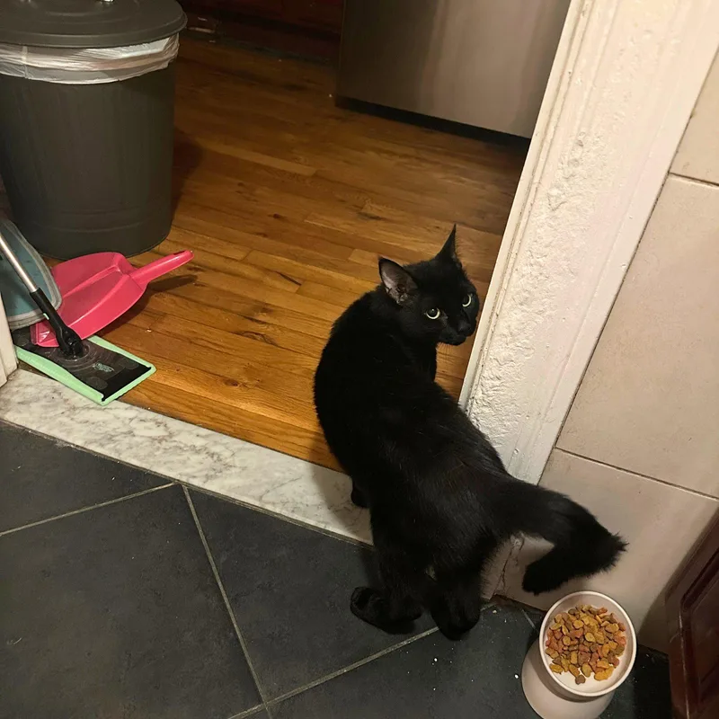 An adult medium-sized male Black Domestic Short Hair cat named Snail's Pace for adoption in Brooklyn, NY